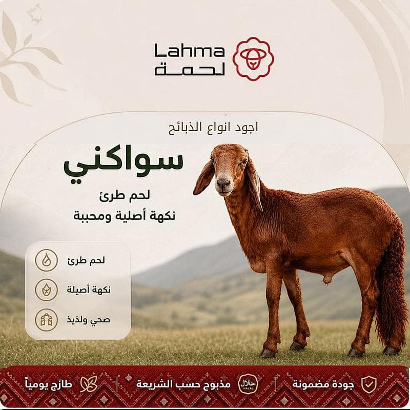 سواكني كبير (22-25 كيلو)