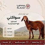 سواكني كبير (22-25 كيلو) — 2