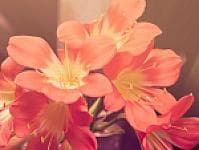 صورة 2