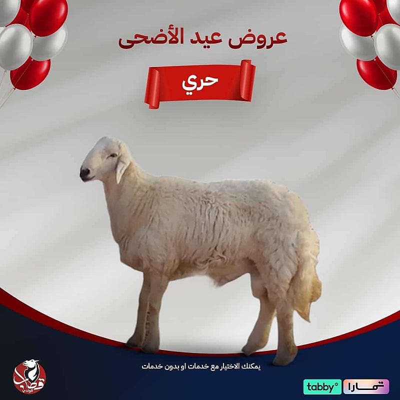 عرض خروف حري بلدي طازج