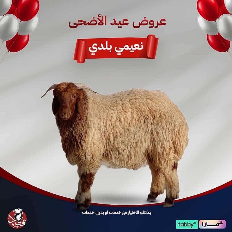 عرض خروف نعيمي بلدي طازج